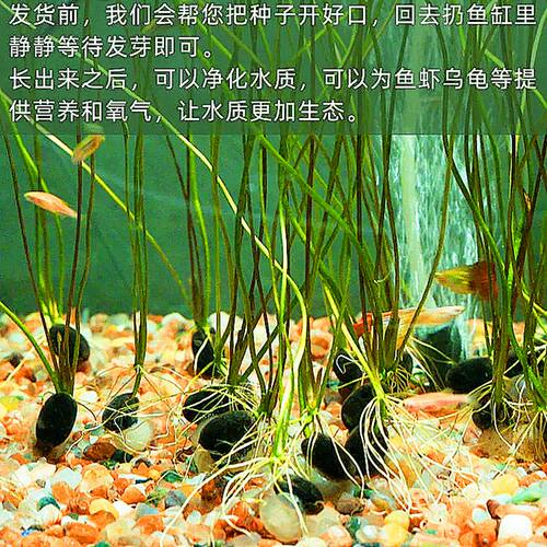 快速造景鱼缸碗莲种子莲花创意水生懒人新手造景四季常青水草植物