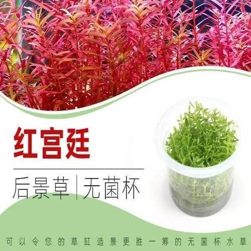 无菌杯红宫廷水草中后景草新手入门净化增氧新鲜鱼缸草阴性水草儿