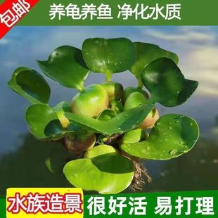 热销水葫芦浮萍水草净化水质养龟养鱼造景庭院水池水浮莲水声植物
