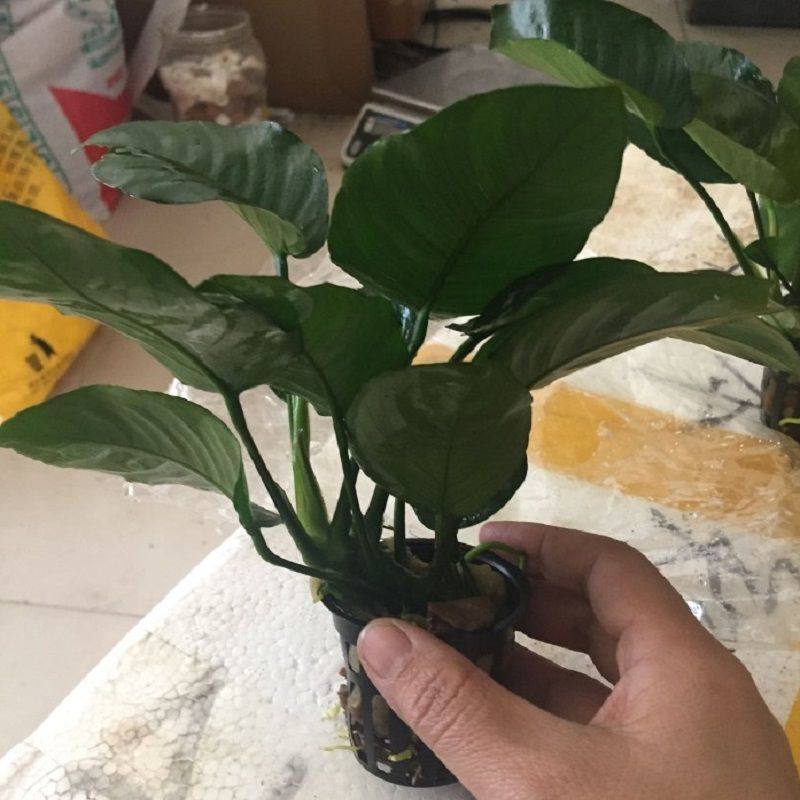 鱼缸造景活体水草水榕沉木水草丹麦黄金小水榕水族箱造景装饰水草