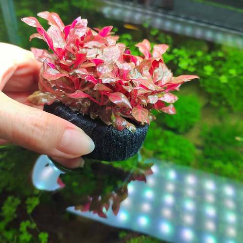 豹纹血心兰水草真草鱼缸造景红水草
