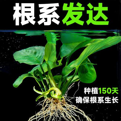 丹麦尖叶榕坨草水榕鱼缸造景绿植生态好养净化水质火山石精品水草