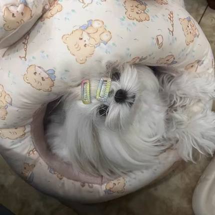 狗窝2025新款冬小型犬狗窝春夏秋冬保暖加厚防风半封闭泰迪比熊狗