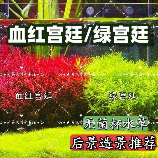 绿宫廷血红宫廷水草新手无菌杯鱼缸草缸造景水下淡水无碳后景草