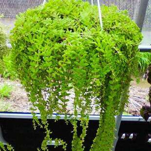 中药材垂盆草种子垂盆草花苗食用吊篮佛甲草种子四季常绿盆栽绿植