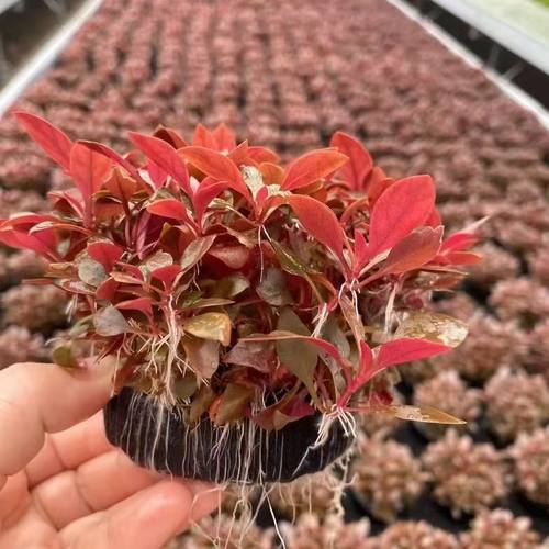 水草大全 丹麦红玫瑰 真草 懒  人红色水草  鱼缸内装饰水草