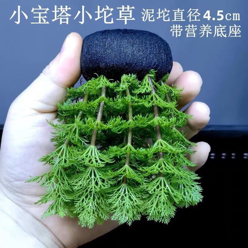 小宝塔水草懒人坨草阴性新手水草阴性淡水造景新手鲜活植物增氧
