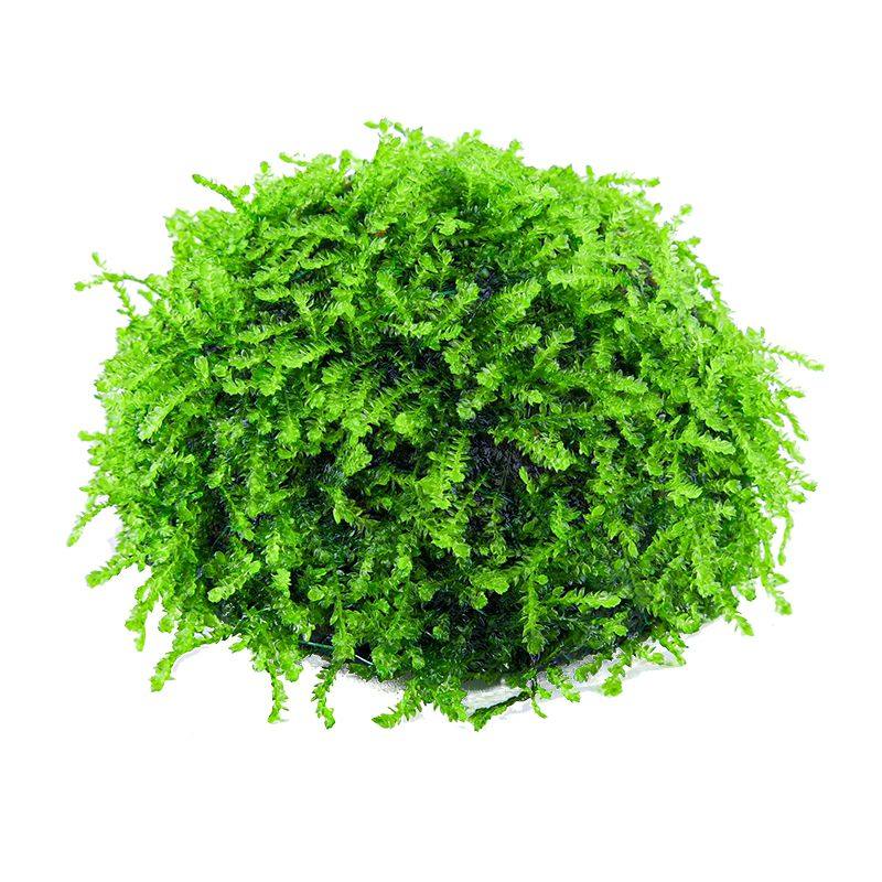 鱼缸懒人莫斯水草造景沉木大三角美凤尾垂泪沉水莫丝悬浮半球阴性