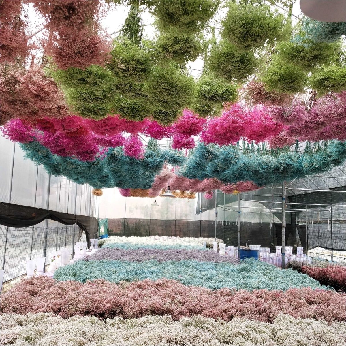 满天星干花高级感真花永生满天星干花基地直发摆摊客厅摆件鲜花家