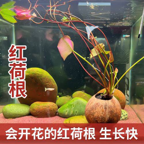 鱼缸造景红荷根水草观赏绿植套餐鱼缸养殖水草懒人新手易养一叶莲