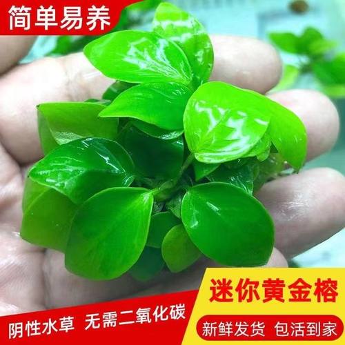 水榕水草懒人黄金迷你榕活体阴性淡水水下叶易活可沾绑沉木造景
