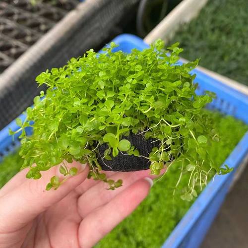 趴地矮珍珠小坨草鱼缸造景水草场直发懒人水培增氧淡水草活体植物