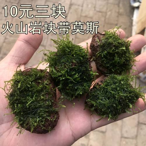 岩块定植莫斯活体水草散装鱼缸淡水植物沉木杜鹃根石片