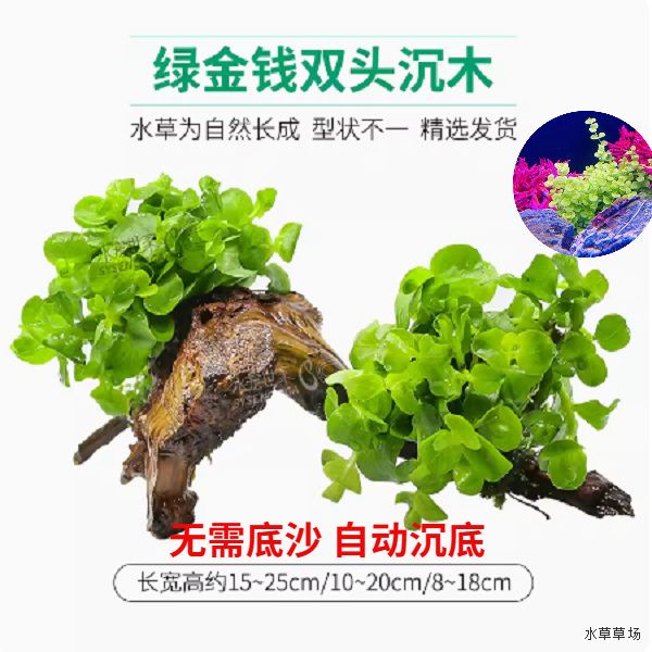 绿金钱鱼缸净水植物自动沉底阴性真水草懒人中后景坨草增氧水培