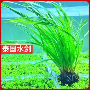 坨草植物水培真水草红玫瑰中后景空气缸水质造景泰国水剑阴性净化