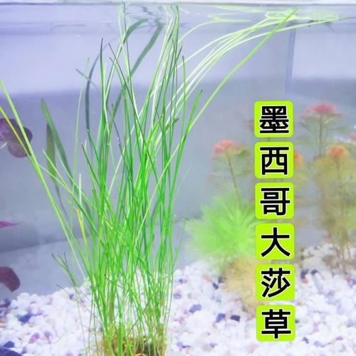 墨西哥大莎草大沙草水族箱鱼缸造景中后景水草无需二氧化碳后景