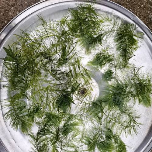 水草套餐好养耐活真水草净化水质植物绿菊大叶绿九冠鱼缸水草造景