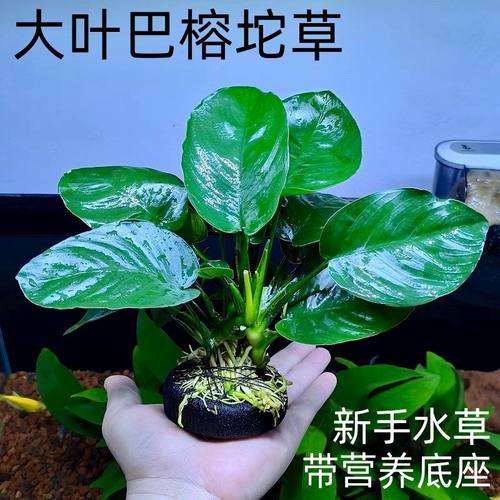 大叶巴榕坨草水榕水草真草鱼缸造景养鱼绿植物活好养阴性懒人新手
