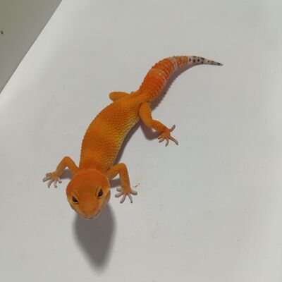 豹纹守宫蜜橘黑夜幼体无毒爬宠