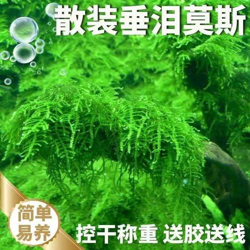 散装莫斯水草鱼缸新手假山沉木草坪造景好养垂泪懒人阴性增氧真草