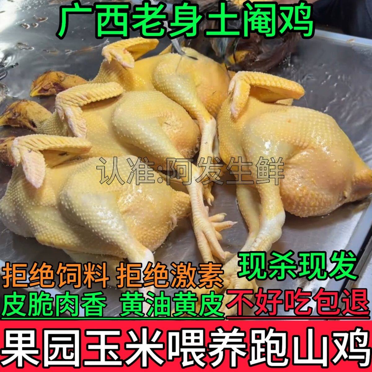 果园散养阉鸡清远鸡安铺阉鸡白