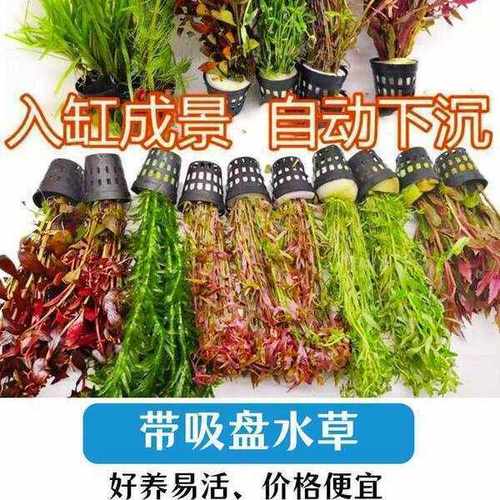懒人水草鱼缸造景新手套餐吸盘定植水草沉木红波丁香宝塔装饰植物