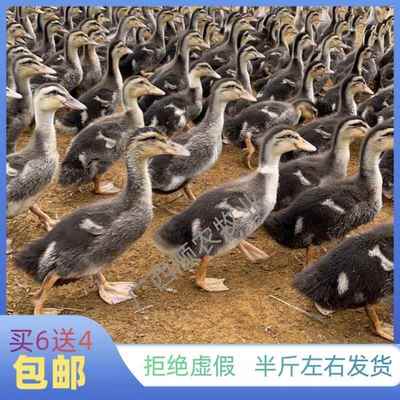 纯种麻鸭活苗半斤高产绿壳蛋鸭苗小鸭苗下蛋鸭脱温鸭水鸭土鸭活体