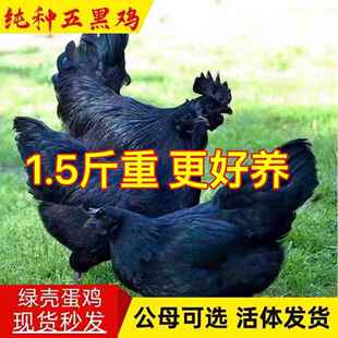 散养1.5斤五黑鸡活苗小鸡乌骨鸡崽一斤绿壳蛋黑乌鸡土鸡脱温鸡苗