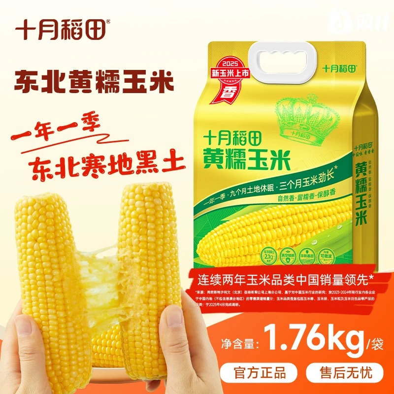 十月稻田黄糯玉米香甜糯