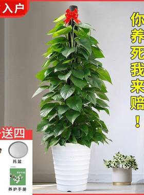 绿植客厅大盆绿箩室内去甲醛植物四季好养易活花卉绿萝柱盆栽龙全