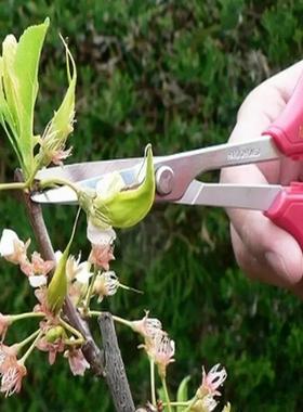 爱丽斯（ARS）园林修剪工具380盆景用剪工艺剪园艺剪细枝剪