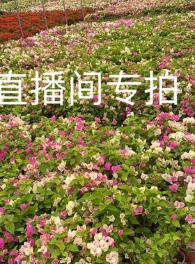 娇娇家三角梅树桩 怡锦 重瓣红 重瓣粉  重瓣橙 菲菲娜 比芭老桩