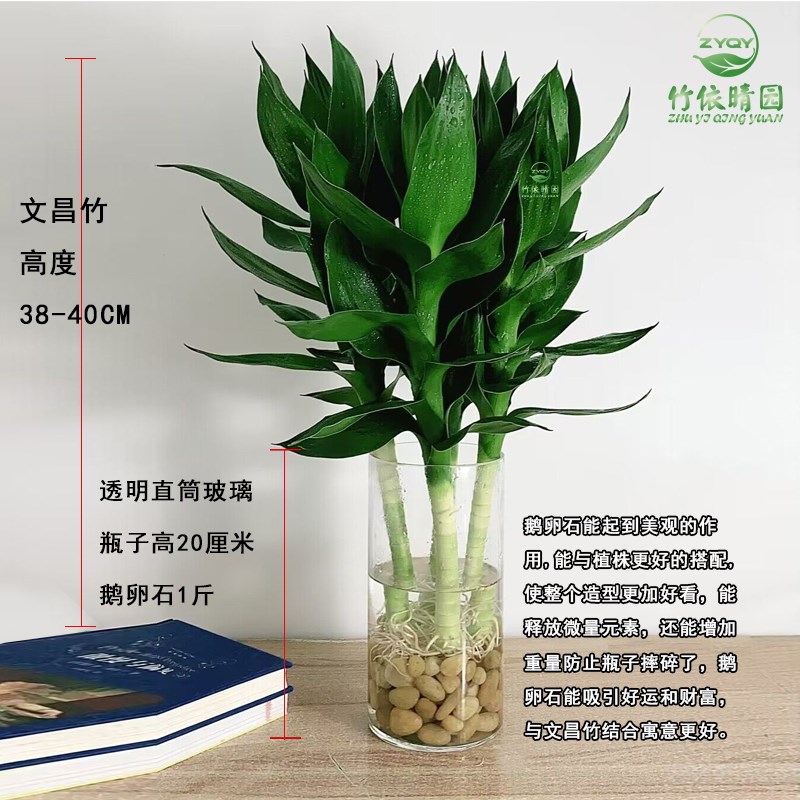 文昌竹带根观音竹荷花竹富贵竹z水培植物净化空气办公室内水养绿