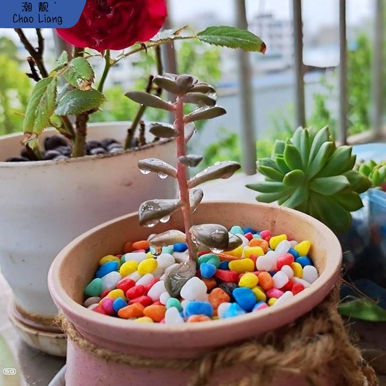 五彩石园艺石子多肉铺面石花盆装饰彩色石头小石子鱼缸底砂七新品