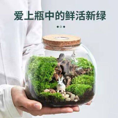 初中生物生态瓶微景观生态瓶苔藓玻璃瓶水培植物玻璃花瓶造景玻璃