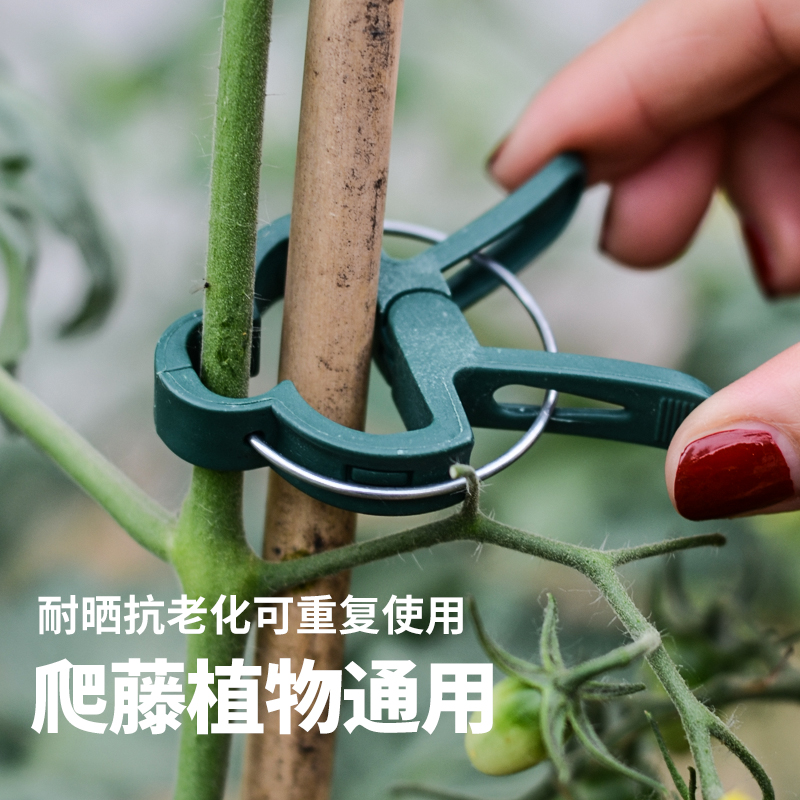 爬藤植物固定夹绿色卡扣大号藤蔓蔬菜番茄花卉瓜果枝条固定夹子扣
