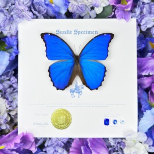 晴天蝴蝶 大蓝闪蝶天堂凤蝶原蝶艺术挂画摆件装饰画 生日礼物