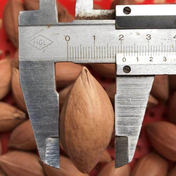 橄榄核原料陈年老红料饱满十八罗汉单件大长核核弥勒财神编号7400