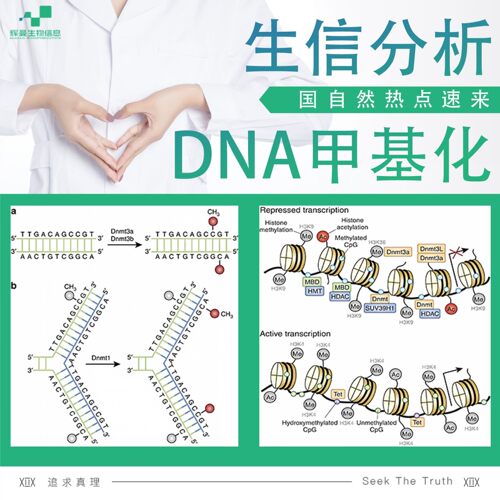 DNA甲基化测序数据分析 医学医生科研生物信息生信服务聚类相关性