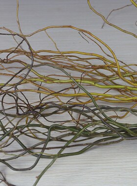 金色龙柳鲜切枝条水培可张叶子绿色龙柳客厅四季水养W可长根绿植