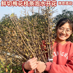 鲜切梅花插花枝条腊梅红梅绿梅冬季室内H插花泡水开花春节年宵花