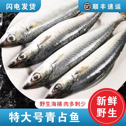 东海特大青占鱼舟山新鲜冷冻青花鱼深海燕捕捞燕青鱼海鲜水产