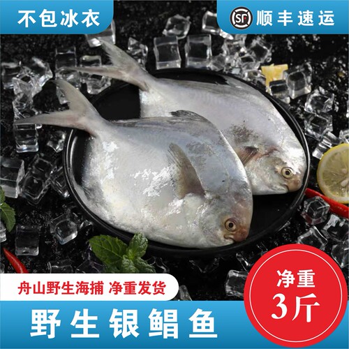 舟山野生鲳鱼新鲜冷冻东海海捕银鲳鱼海鲜水产鲜活白鳊昌鱼平鱼