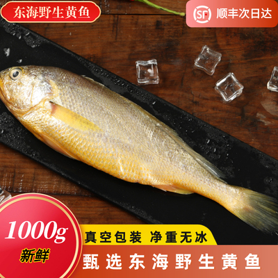 舟山大条野生黄花鱼鲜活冷冻深海捕捞黄鱼东海野生大黄鱼中大号