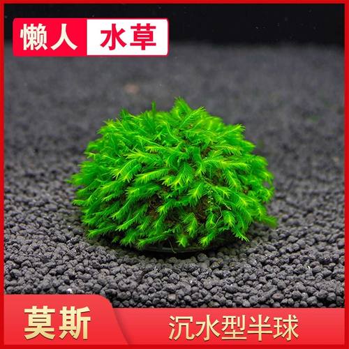 鱼缸懒人莫斯水草造景沉木大三角美凤尾垂泪沉水莫丝悬浮半球阴性