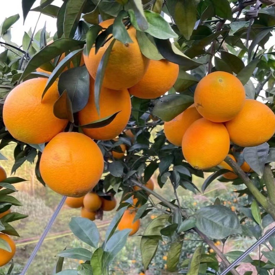 江西正宗赣南信丰脐橙现摘现发10斤装-20斤装无籽新鲜不催熟