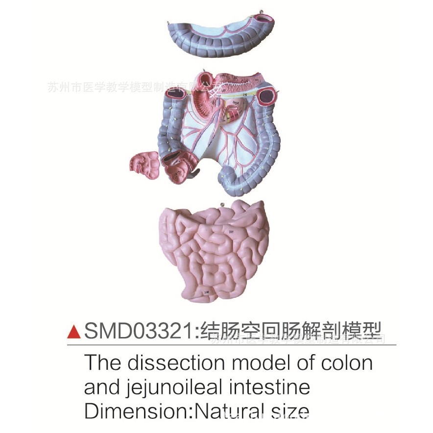 SMD03321结肠空回肠解剖模型,文具电教/文化用品/商务用品,教学标本/模型,淘宝优惠券,粉丝福利购,淘宝优惠卷