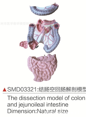 SMD03321结肠空回肠解剖模型