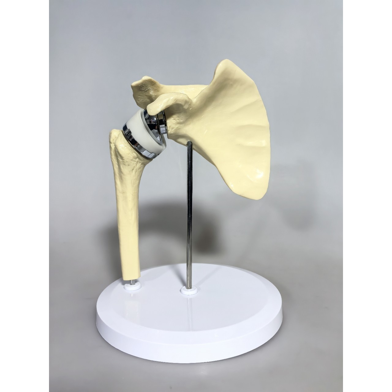 人工肩关节模型（材料PVC  ABS 塑料电镀件）反式人工肩关节,文具电教/文化用品/商务用品,教学标本/模型,淘宝优惠券,粉丝福利购,淘宝优惠卷