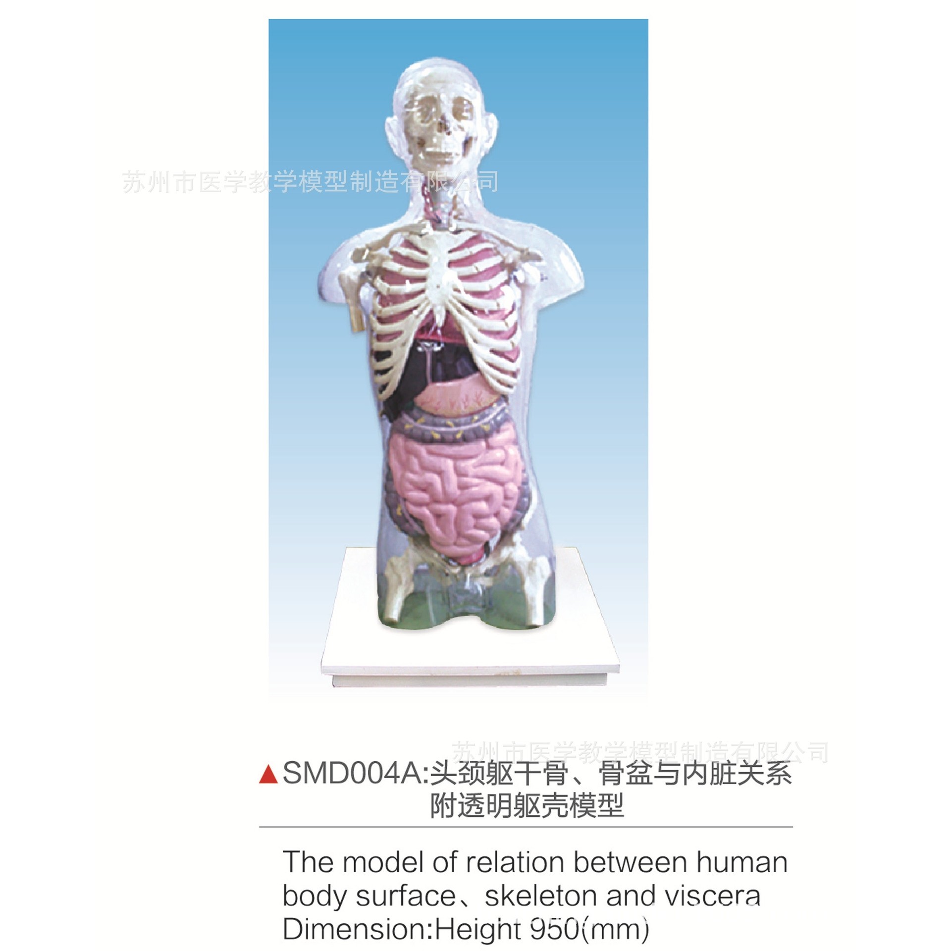 SMD004A头颈躯干骨、骨盆与内脏关系附透明躯壳模型,文具电教/文化用品/商务用品,教学标本/模型,淘宝优惠券,粉丝福利购,淘宝优惠卷